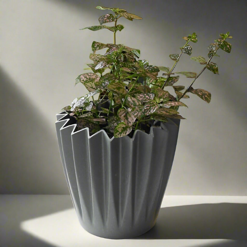 Hypoestes Sanguinolenta Pink (Pink Polka Dot Plant) - Plant and Grey Corrugated Pot | Small Indoor Plants