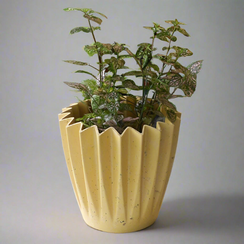 Hypoestes Sanguinolenta Pink (Pink Polka Dot Plant) - Plant and Yellow Corrugated Pot | Small Indoor Plants