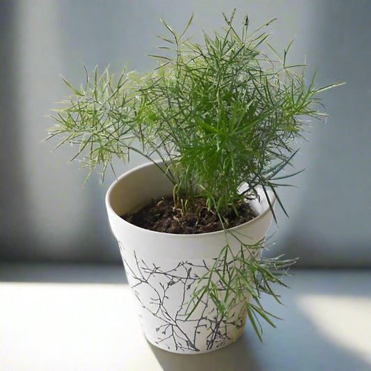 Emerald Feather Fern (Sprengeri Fern Houseplant) - Plant and Bamboo Pot | Small Indoor Plants