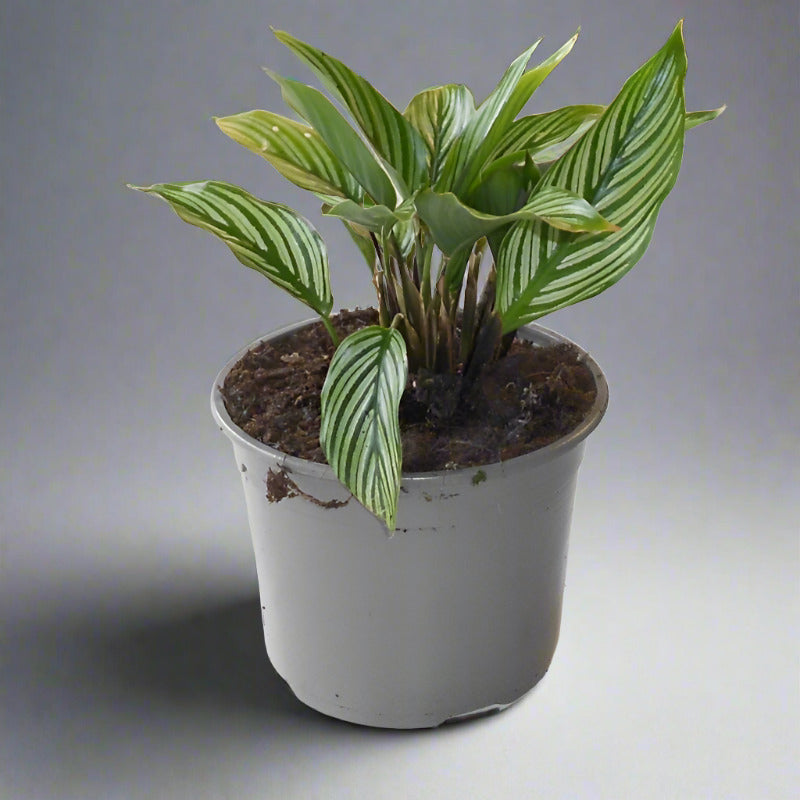 Calathea Vittata Houseplant (Pinstripe Prayer Plant) - Plant in Plastic Nursery Pot | Small Indoor Plants