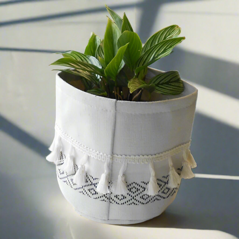 Calathea Vittata Houseplant (Pinstripe Prayer Plant) - Plant and Cotton Tasselled Pot Cover | Small Indoor Plants