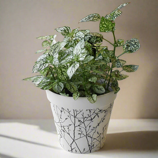 Hypoestes Phyllostachya White (White Polka Dot Plant) - Plant and Bamboo Pot | Small Indoor Plants