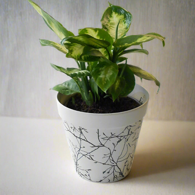Dieffenbachia Camilla Houseplant (Dumb Cane or Leopard Lily Plant) - Plant and Bamboo Pot | Small Indoor Plants