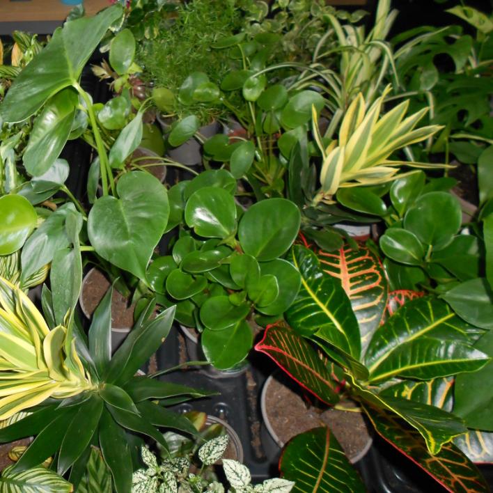 Houseplant Mystery Box