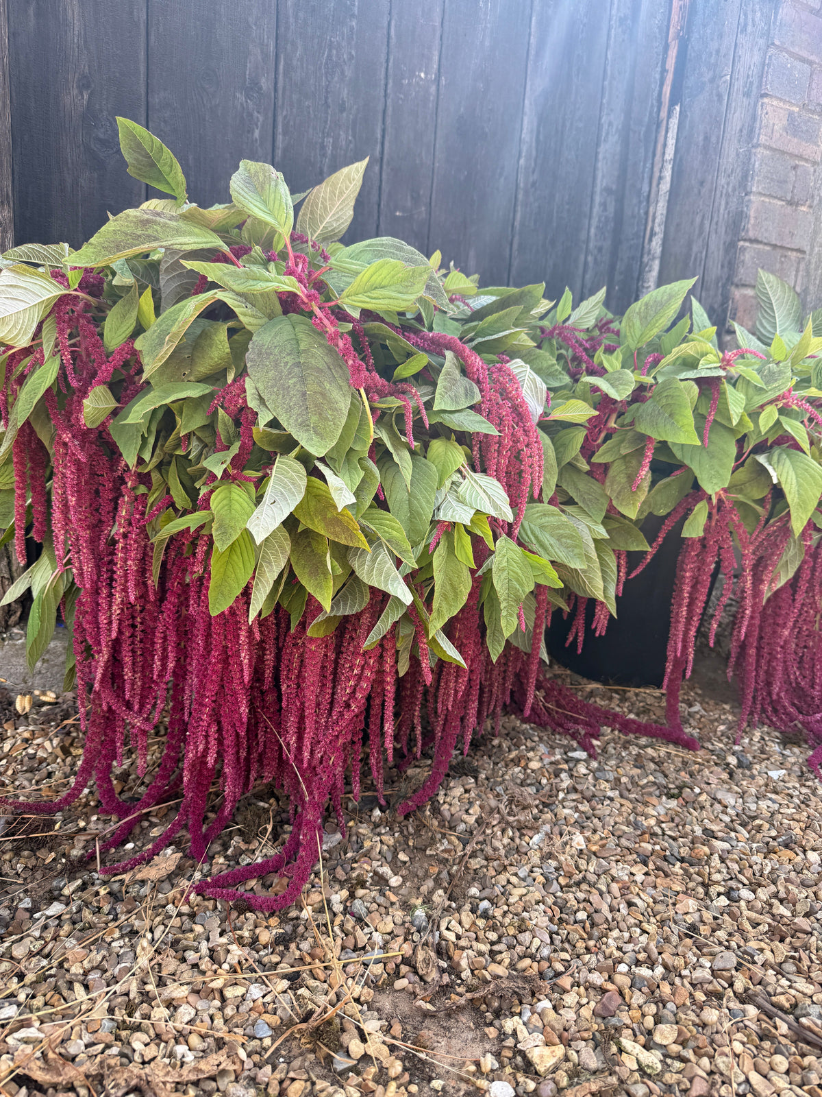 Amaranthus Red Love-Lies-Bleeding Seeds
