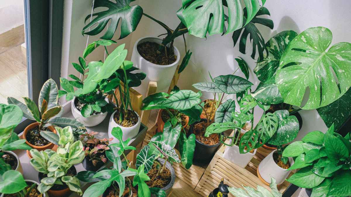 Easy Care Indoor Plants | Small Indoor Plants