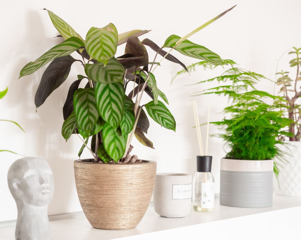 House Plants Delivered | Small Indoor Plants