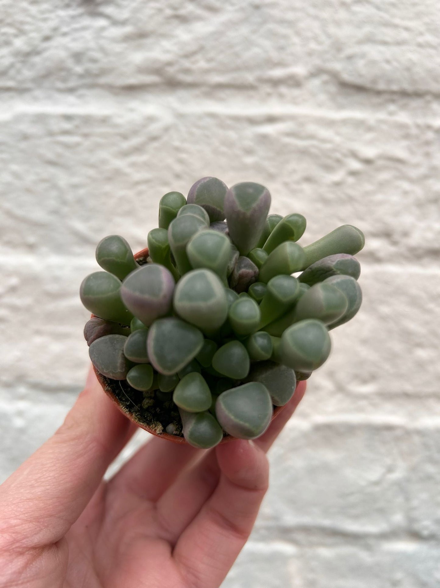 Fenestraria rhopalophylla subsp. aurantiaca (Baby Toes)
