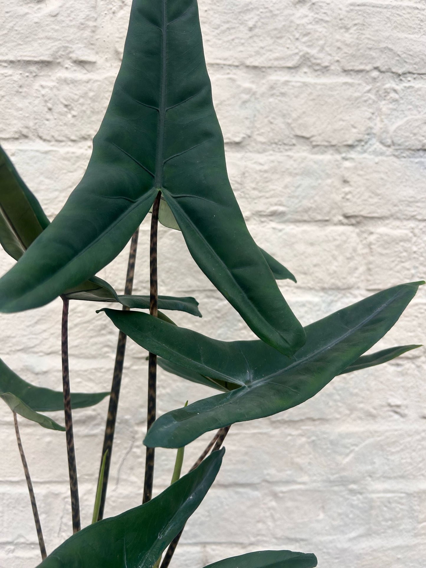 Alocasia acuta 'Tigrina'