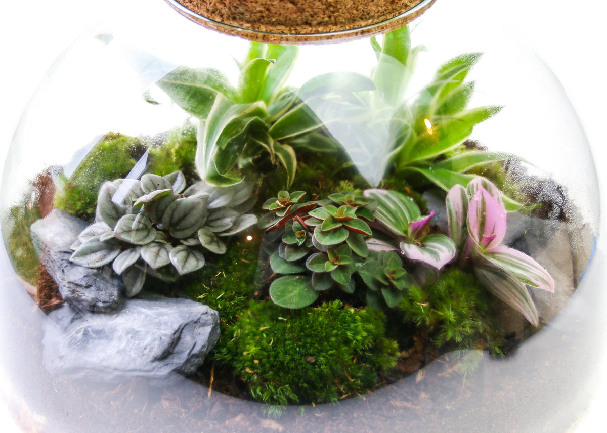 The Dome - Glass Domed Terrarium with Living Plants