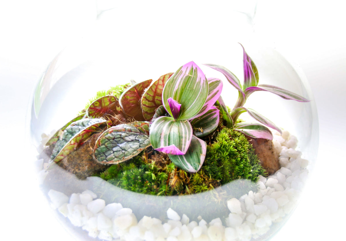 The Nook - Small Curvy Corked Terrarium