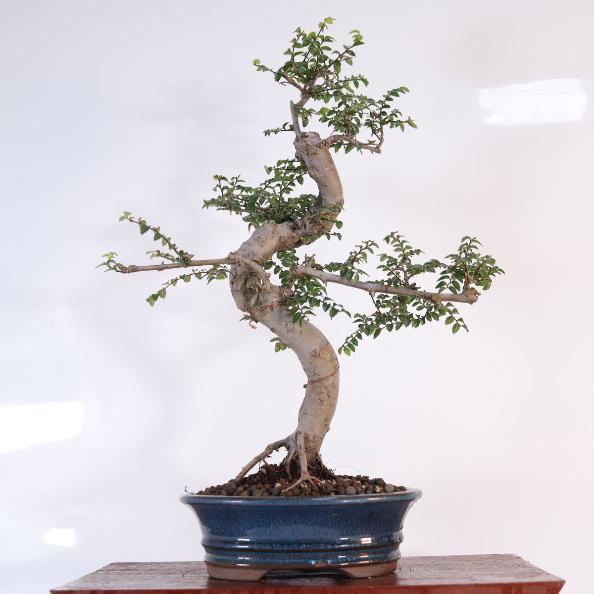 Chinese Elm (Ulmus Parvifolia) Bonsai Tree | Shaped | In 18cm Pot | Great Gift
