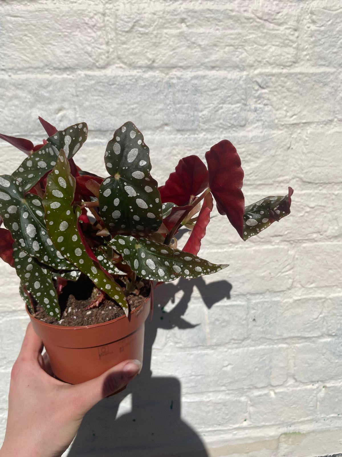 Begonia maculata 'Wightii' (Polka Dot Begonia)