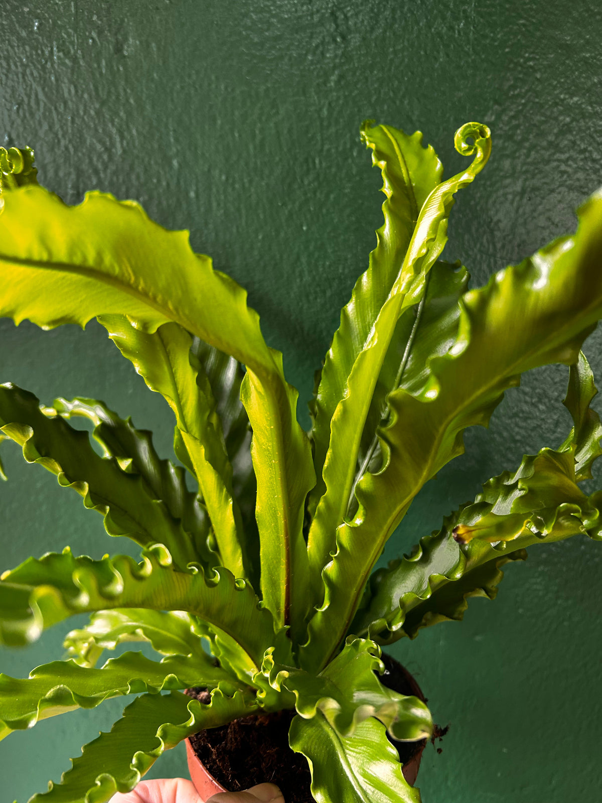 Asplenium Antiquum 'Osaka' (Birds nest fern)