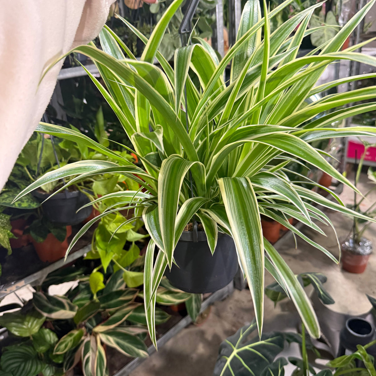 Chlorophytum Laxum 17cm Pot Size Hanging Houseplant