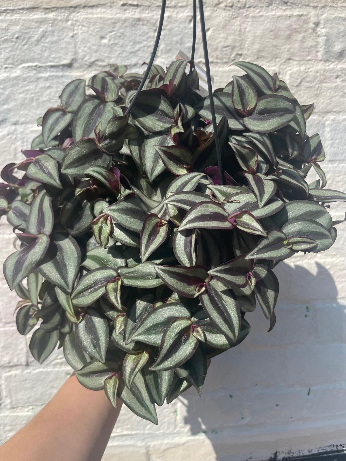Tradescantia purpusii (Inch Plant)