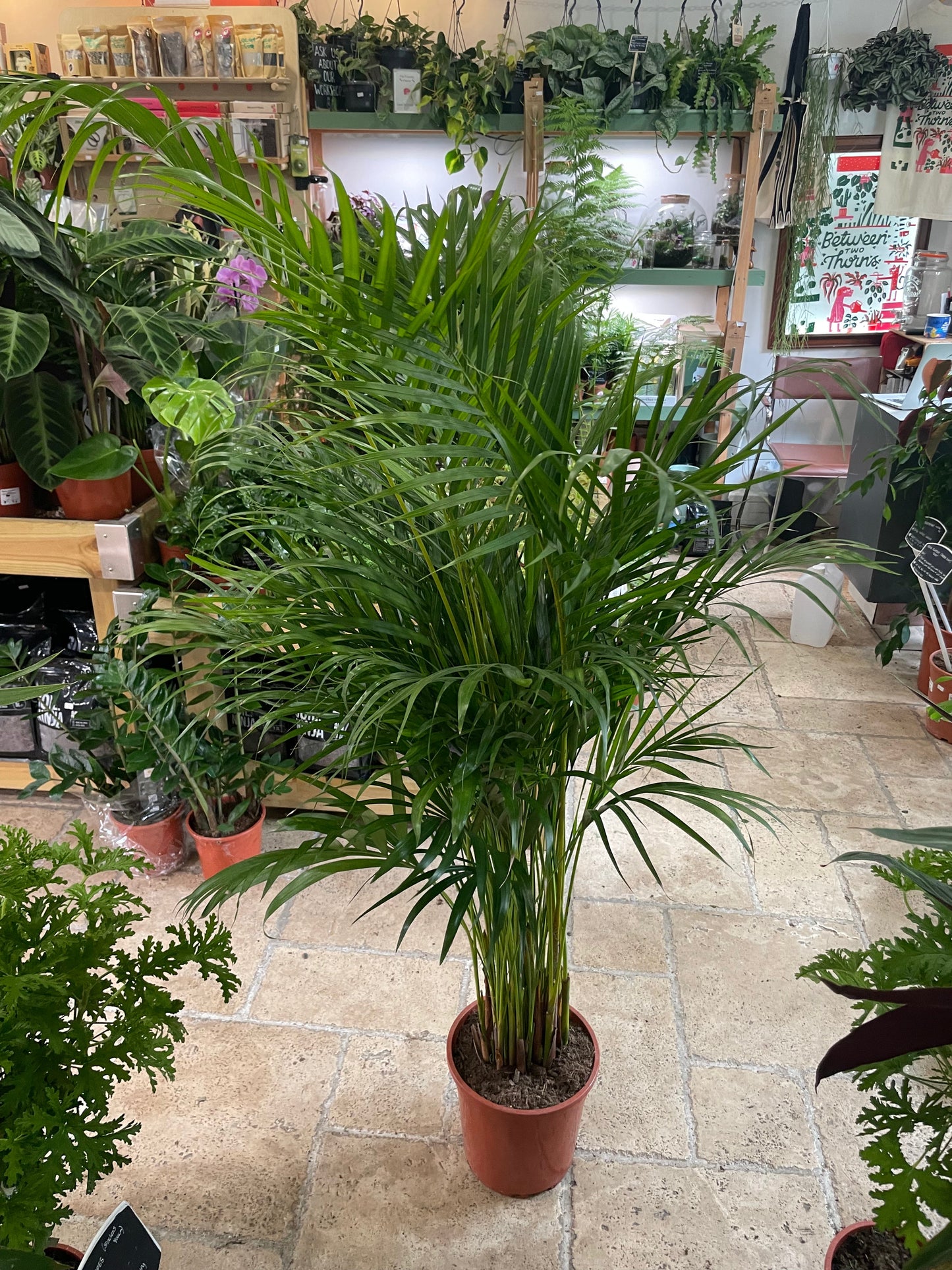 Dypsis lutescens (Areca Palm)