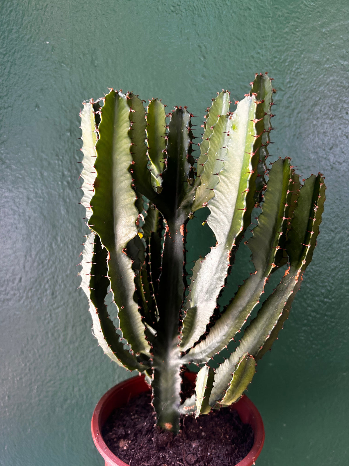 Euphorbia erytrea (Candelabara Cactus)