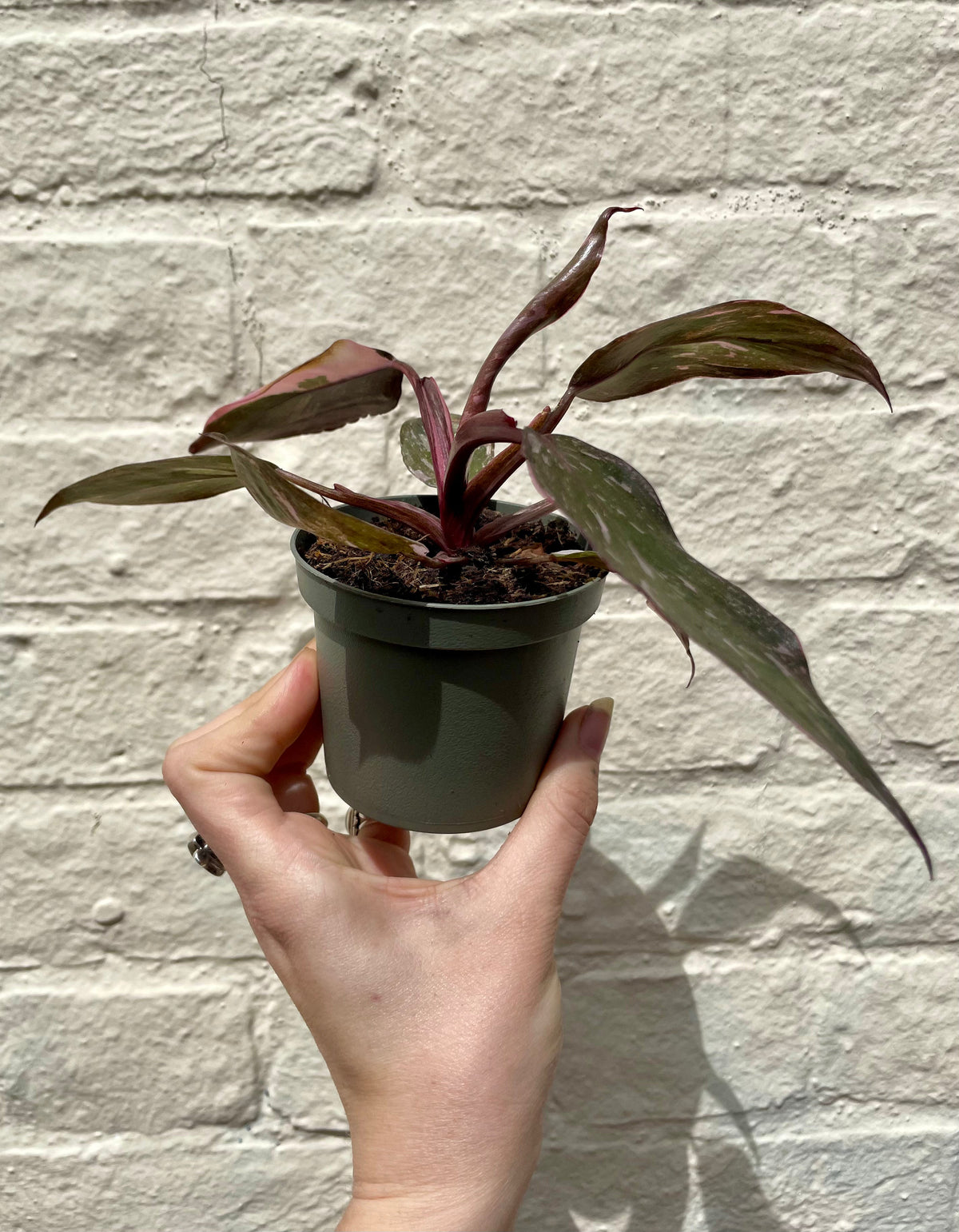 Philodendron erubescens 'Pink Marble'