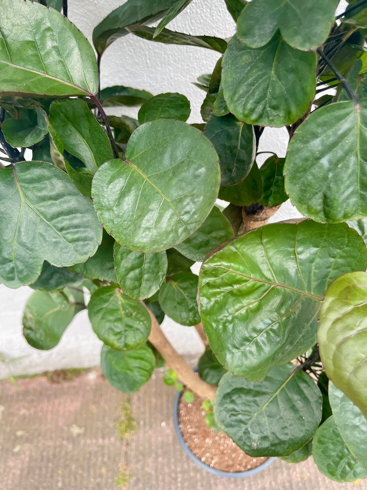 Polyscias Fabian Plant - Dinner Plate Aralia Houseplant