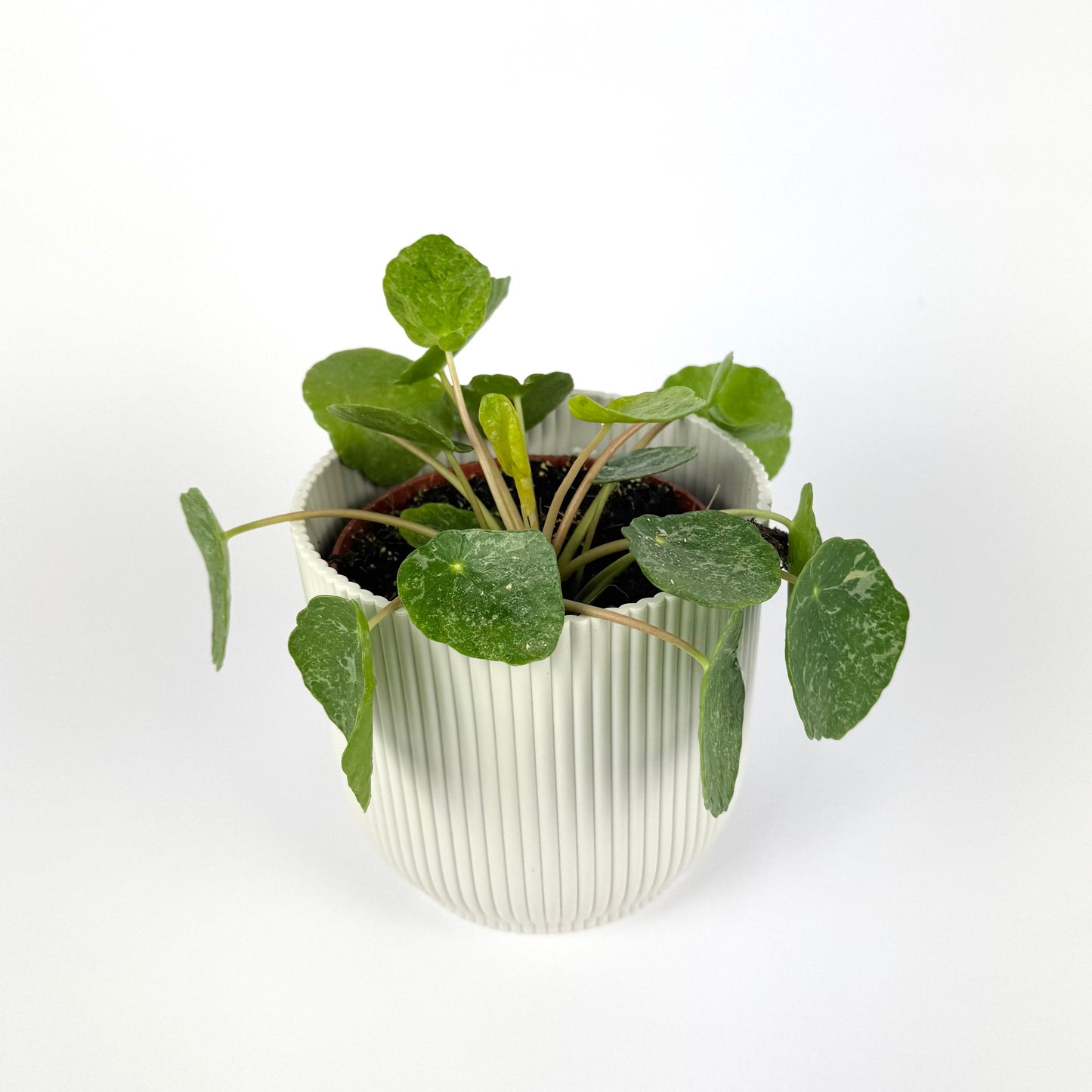 Pilea Peperomioides Sugar 13cm Houseplant