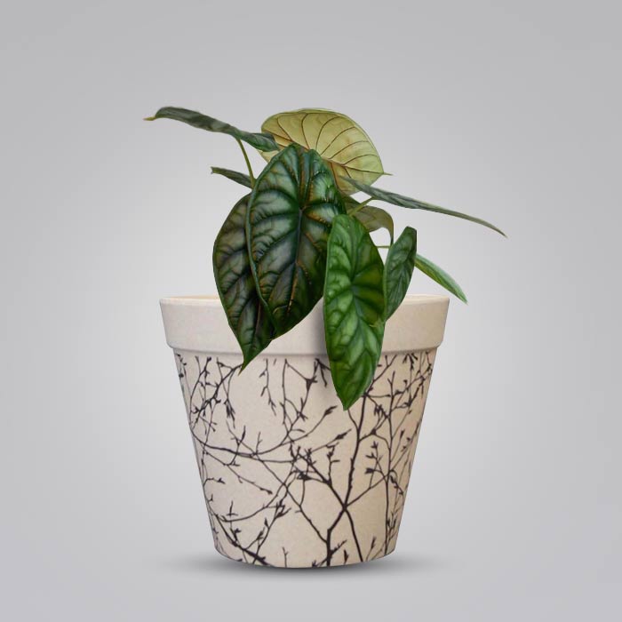 Alocasia Baginda with Bamboo Plant Pot