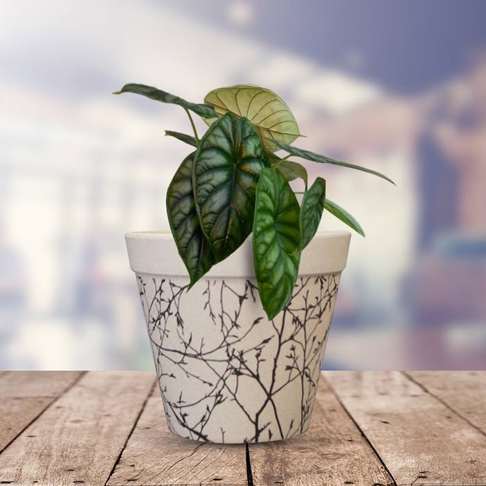Alocasia Baginda with Bamboo Plant Pot