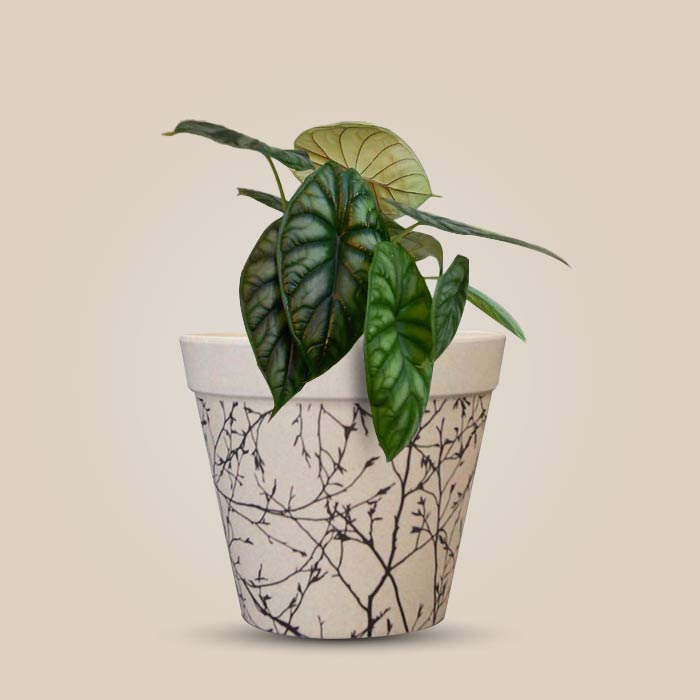 Alocasia Baginda with Bamboo Plant Pot
