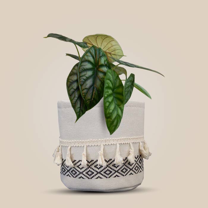 Alocasia Baginda with Cotton Pot