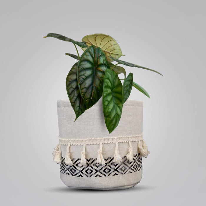 Alocasia Baginda with Cotton Pot