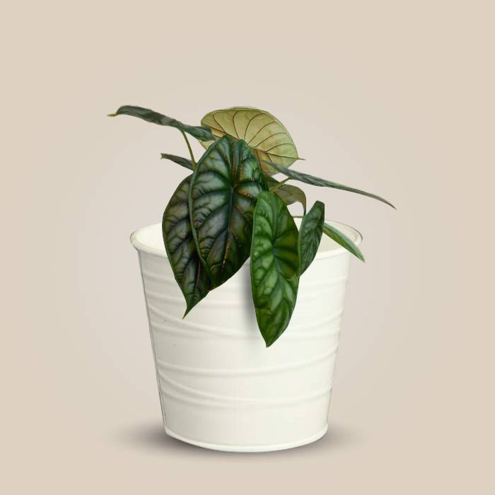 Alocasia Baginda with White Metal Pot