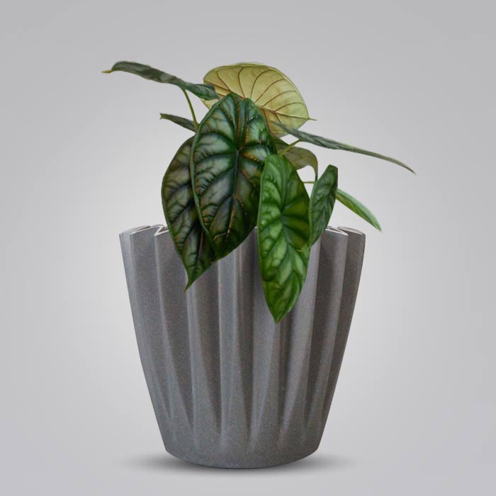 Alocasia Baginda Indoor with Grey Pot