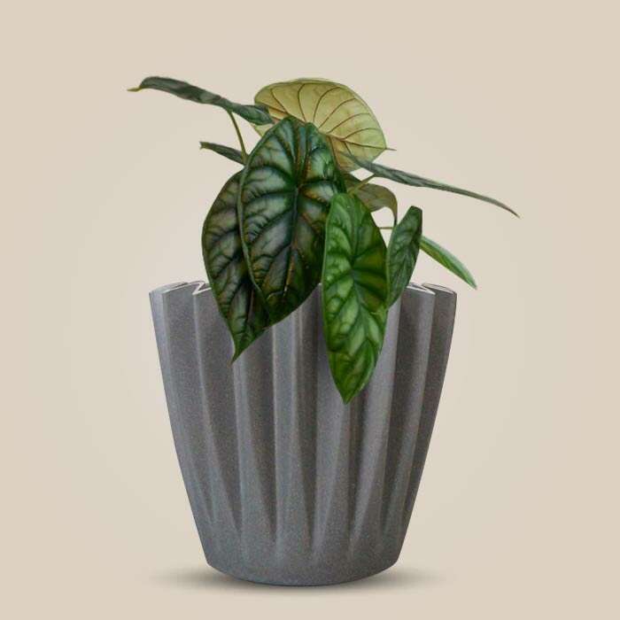 P-Alocasia-Baginda-13cm-WPOT4_3