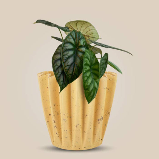 Alocasia Baginda with Yellow Plant Pot