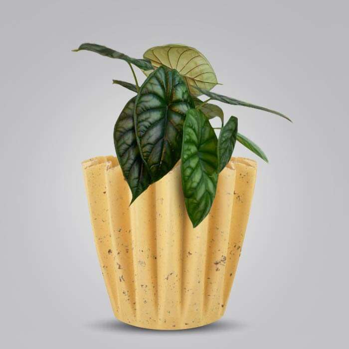 P-Alocasia-Baginda-13cm-WPOT5_3