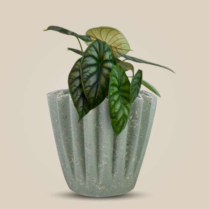 P-Alocasia-Baginda-13cm-WPOT6_3
