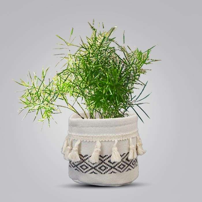 P-Asparagus-sprengii-9cm-WPOT2_3