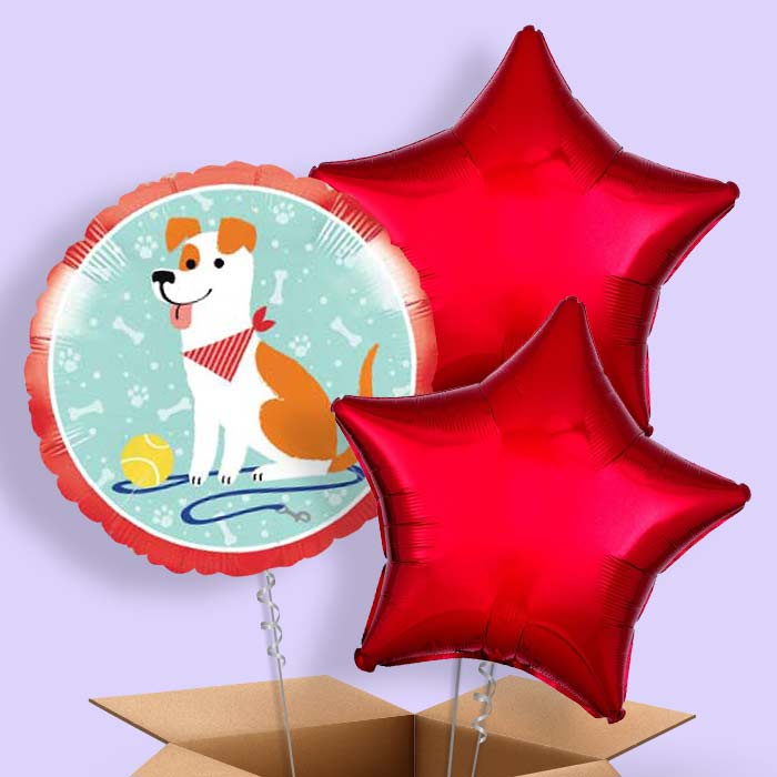 Dog Balloon in a Box - 3 Balloon | Small Indoor Plants