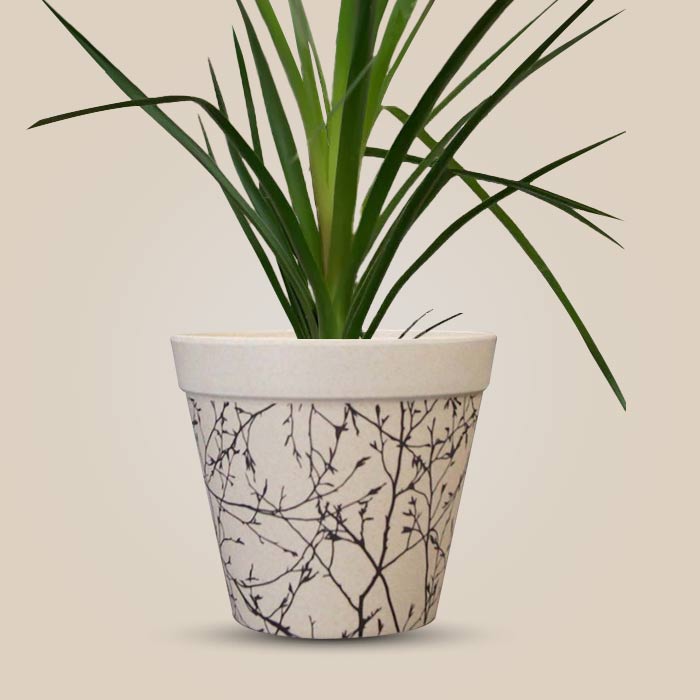 Ponytail Palm with Bamboo Plant Pot