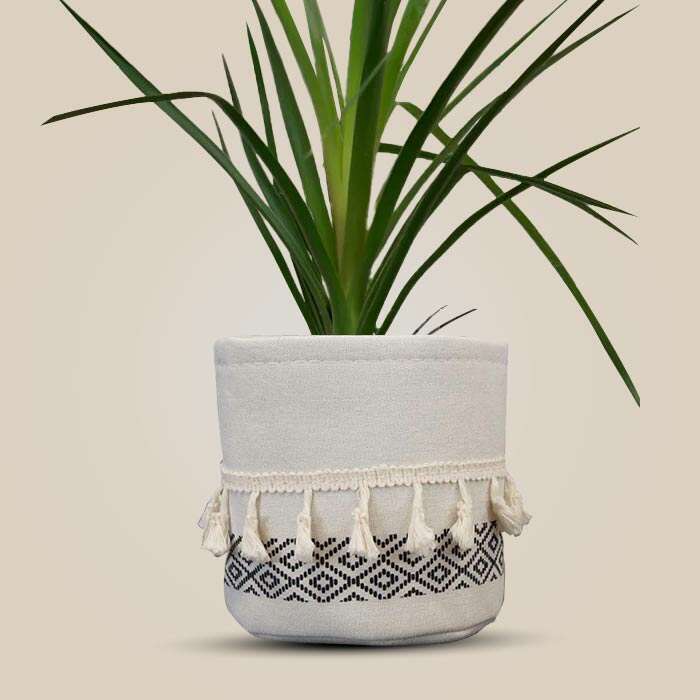 P-Beaucarnia-recurvata-13cm-WPOT2_3