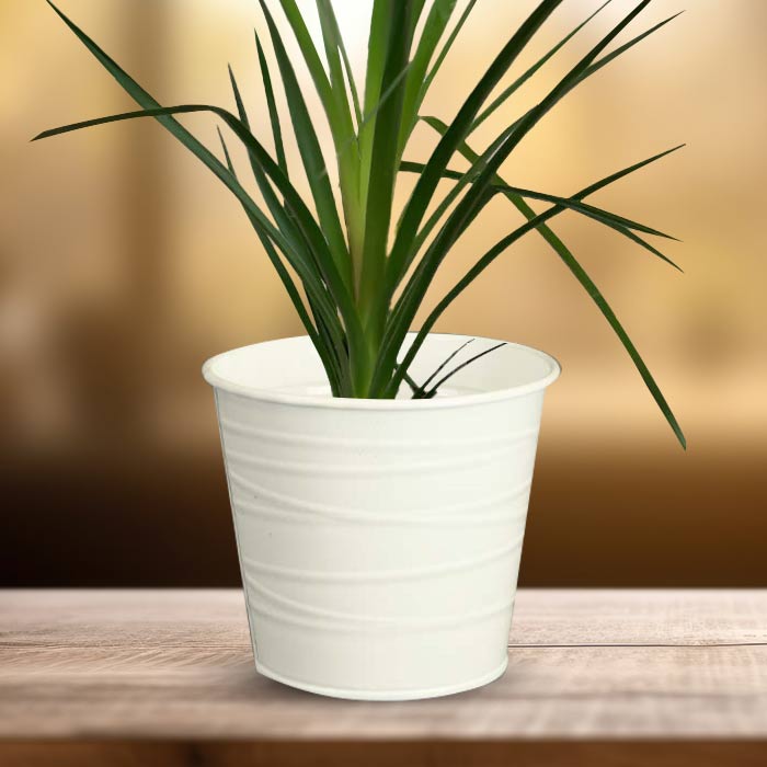 Ponytail Palm with White Metal Pot