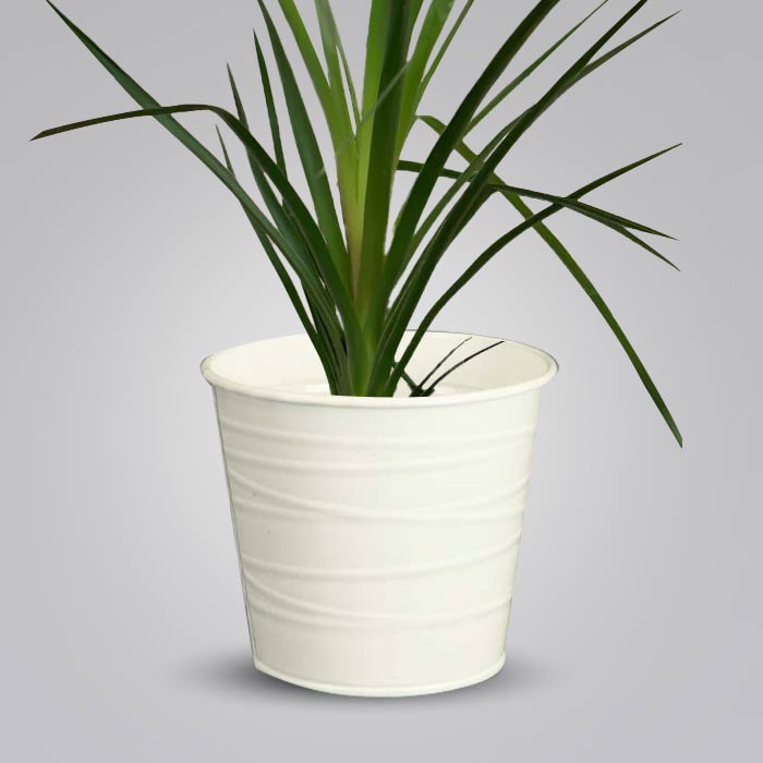 Ponytail Palm with White Metal Pot