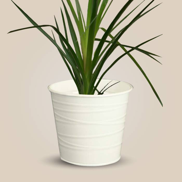 Ponytail Palm with White Metal Pot