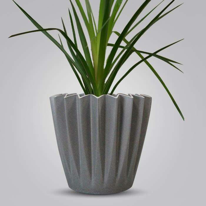 P-Beaucarnia-recurvata-13cm-WPOT4_3