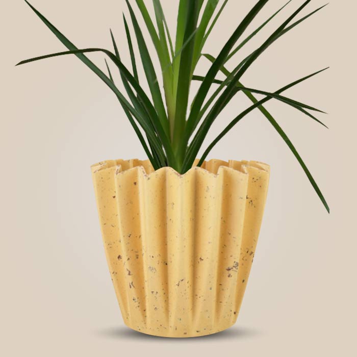 Ponytail Palm with Yellow Plant Pot