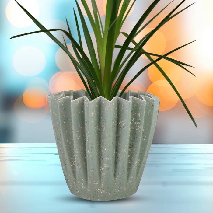 Ponytail Palm with Sage Green Pot