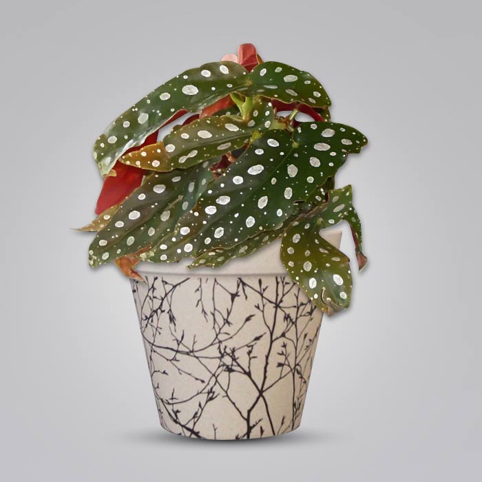 Begonia Maculata Pot Plant with a Bamboo Pot in neutral background