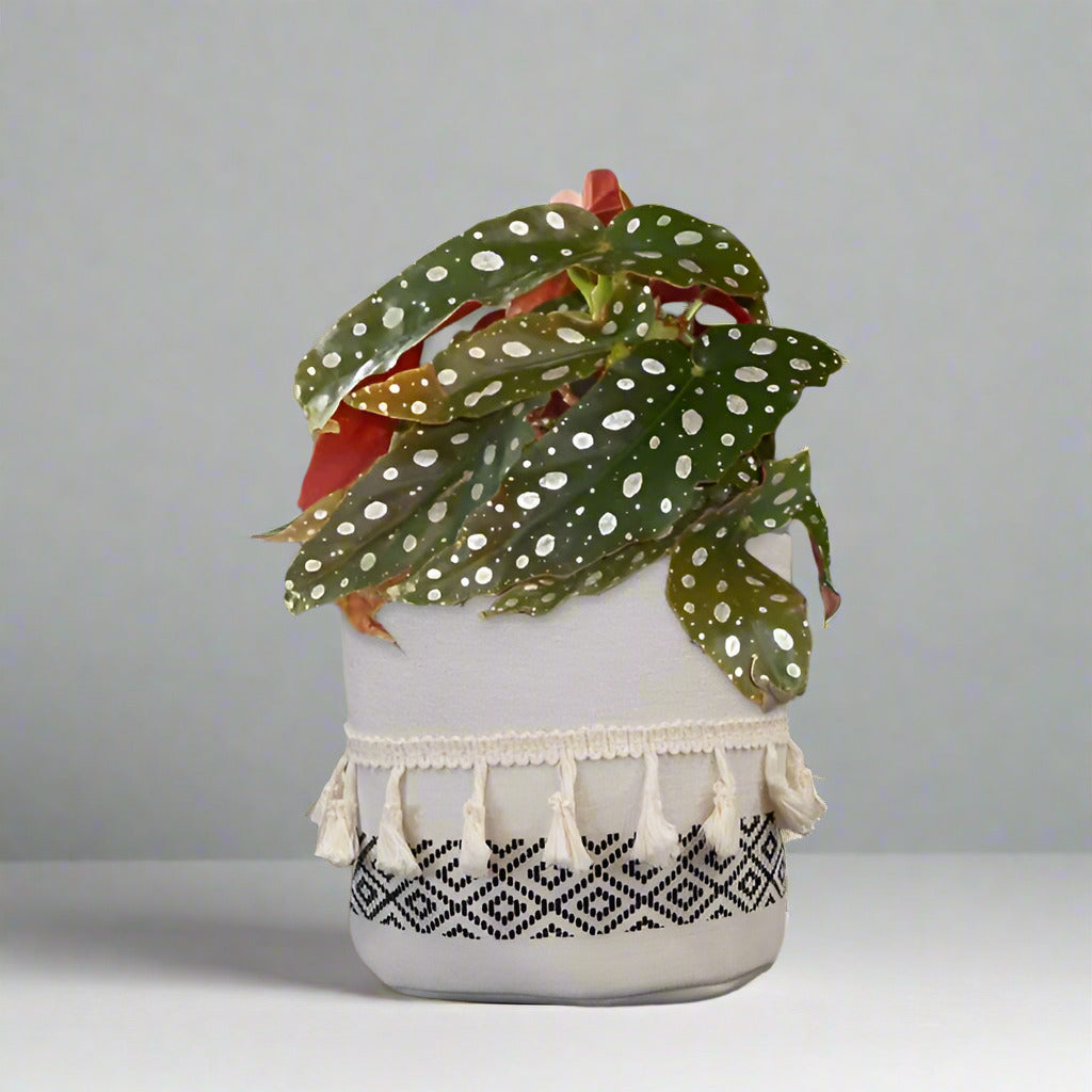 Begonia maculata in a cotton pot on a side table