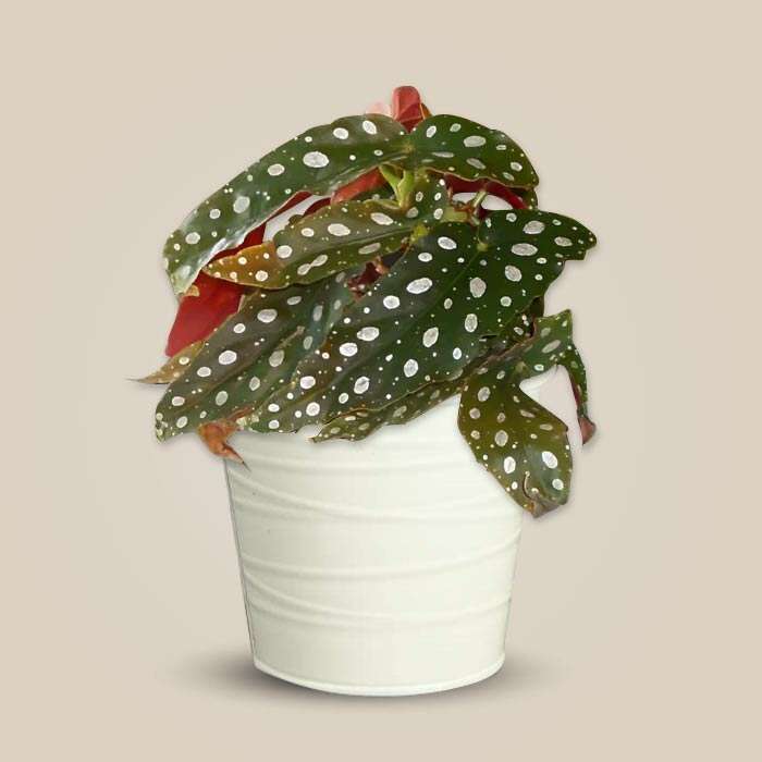 P-Begonia-Maculata-13cm-WPOT3_3