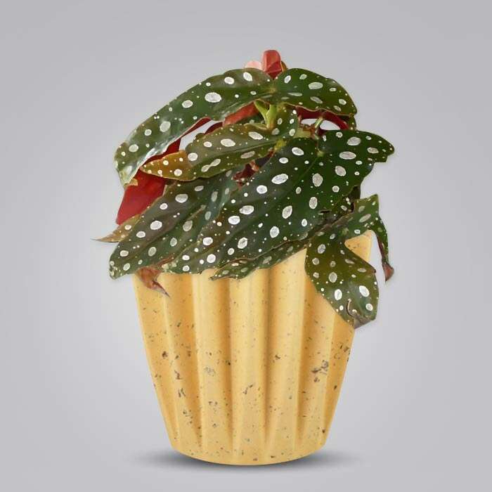 P-Begonia-Maculata-13cm-WPOT5_2